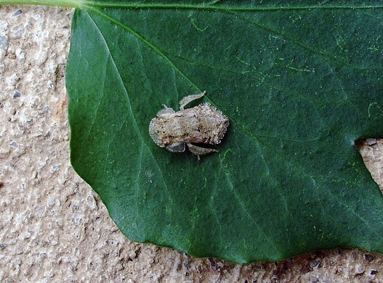 Ledra aurita (ninfa)
