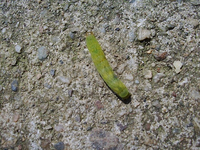 Identificazione bruco - Phlogophora meticulosa (Noctuidae)