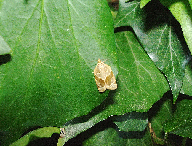 Lepidotterini - Clepsis dumicolana