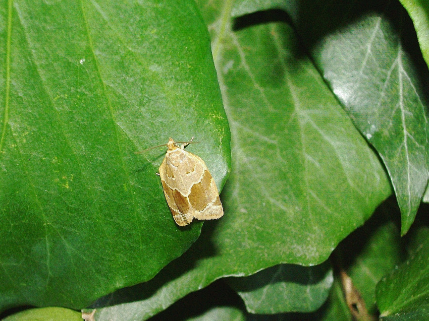 Lepidotterini - Clepsis dumicolana