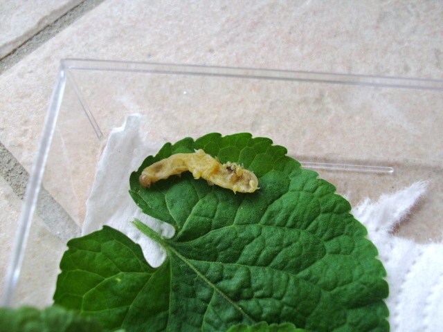 Identificazione bruco - Phlogophora meticulosa (Noctuidae)