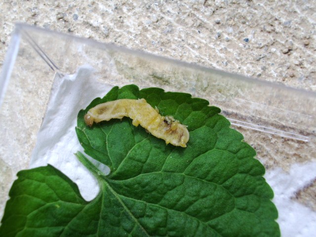 Identificazione bruco - Phlogophora meticulosa (Noctuidae)
