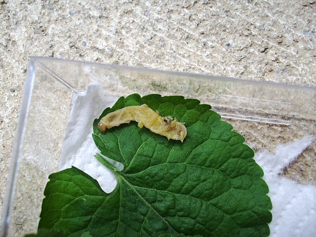Identificazione bruco - Phlogophora meticulosa (Noctuidae)