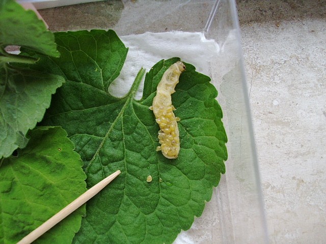 Identificazione bruco - Phlogophora meticulosa (Noctuidae)