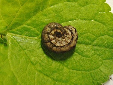 Bruco da identificare - Noctua comes