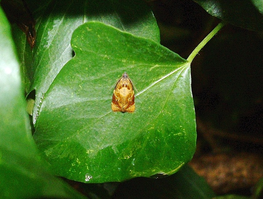 Il popolo dell''edera