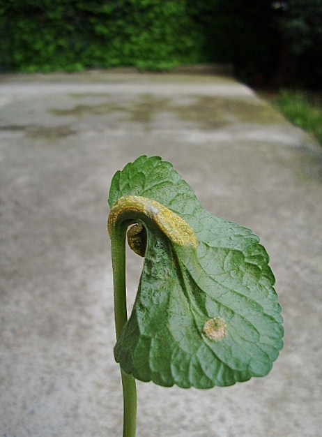 Uova d''insetto?No Puccinia violae