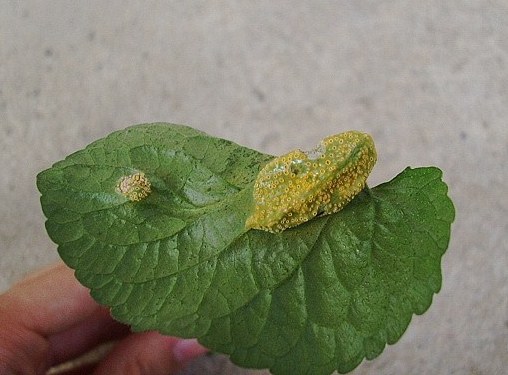 Uova d''insetto?No Puccinia violae