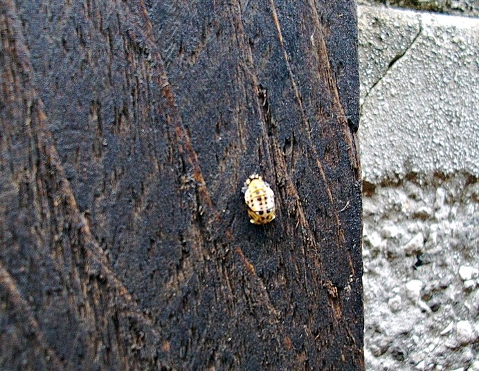 Pupa di coccinella? S, cfr. Coccinella septempuncata