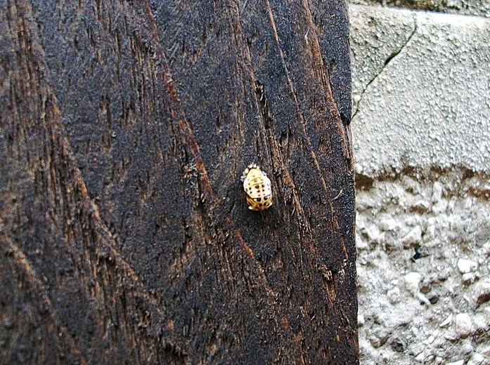 Pupa di coccinella? S, cfr. Coccinella septempuncata