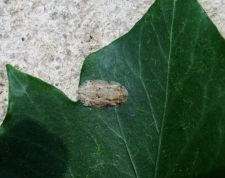 Ledra aurita (ninfa)