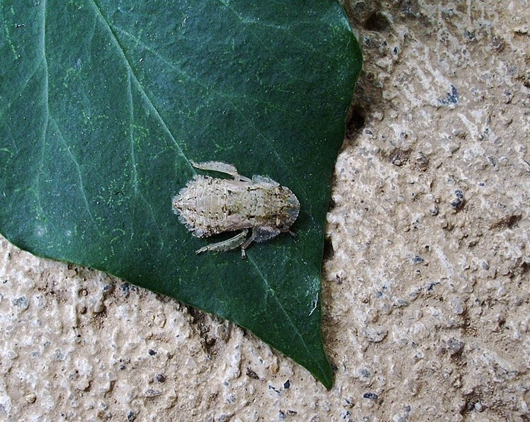 Ledra aurita (ninfa)
