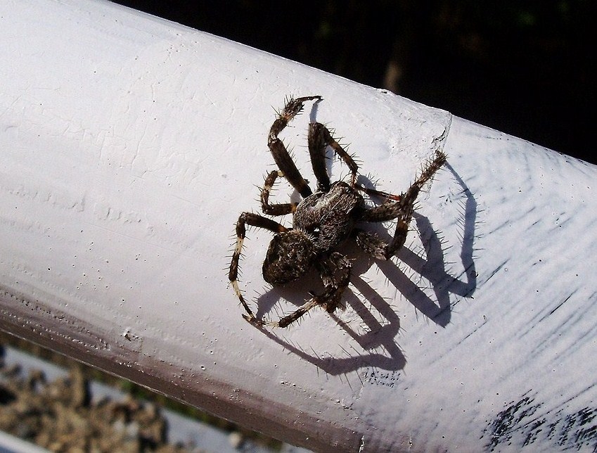 Araneus sp.