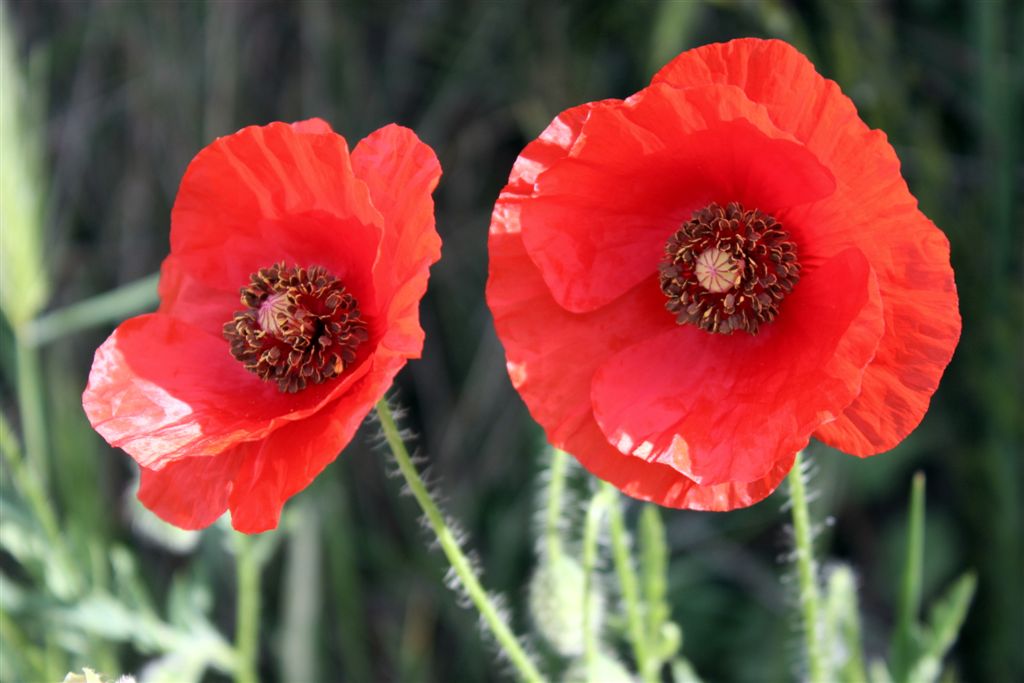 Le mie prime Macro...della serie 