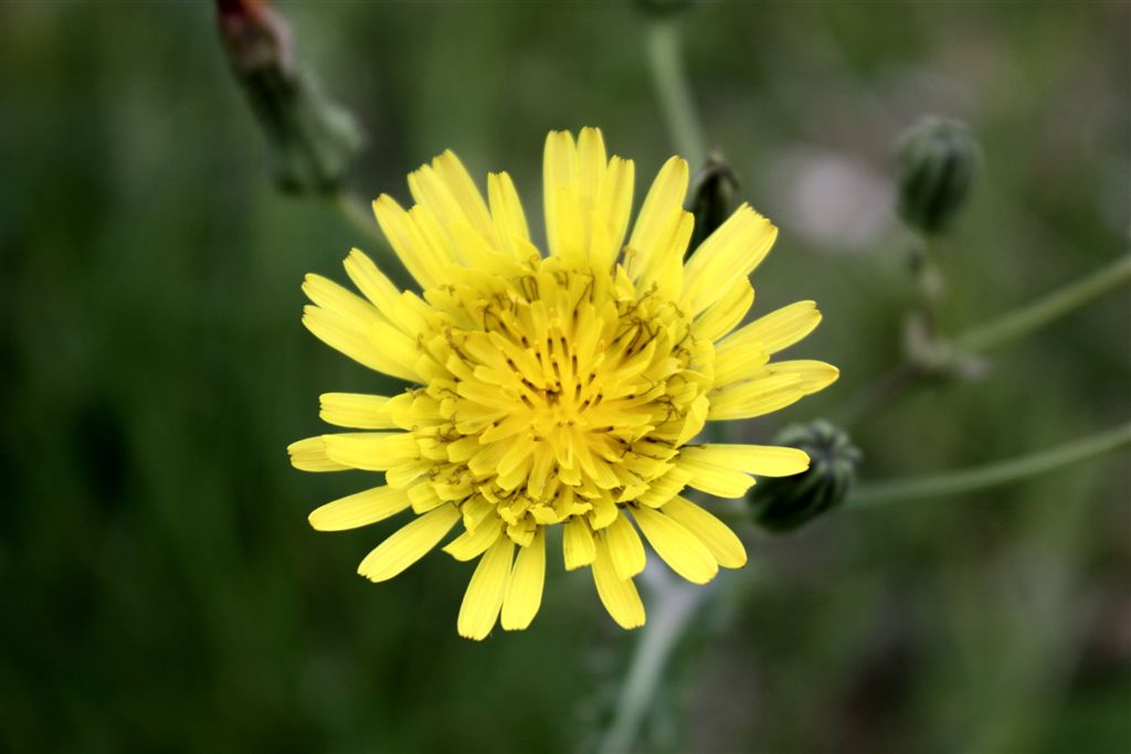 Le mie prime Macro...della serie 
