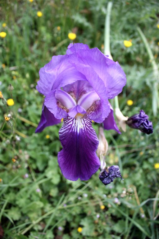 Le mie prime Macro...della serie 