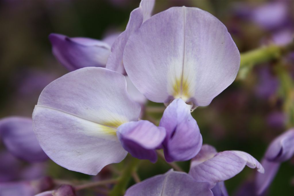 Le mie prime Macro...della serie 