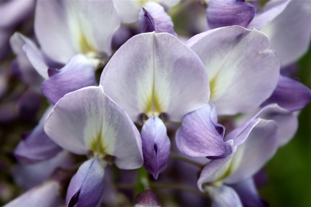 Le mie prime Macro...della serie 