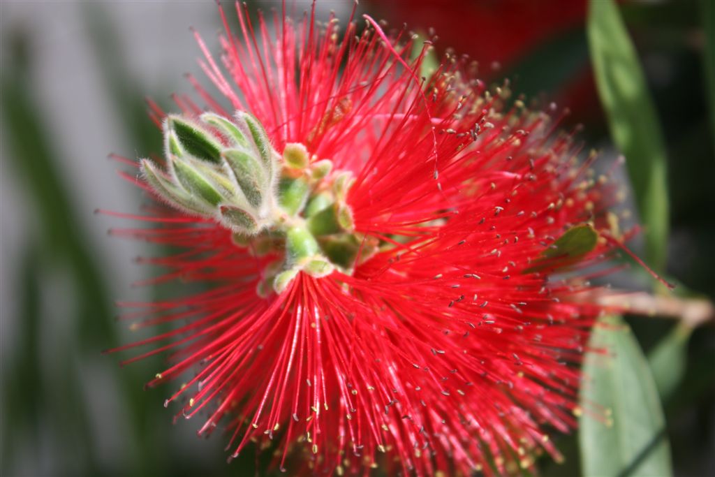 Le mie prime Macro...della serie 