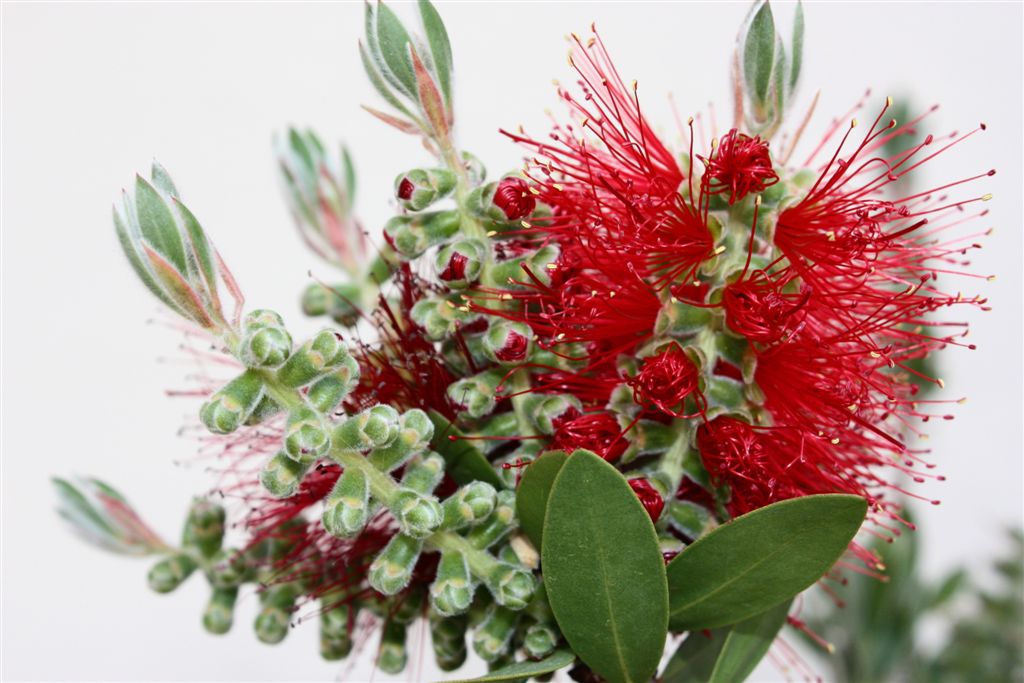 Le mie prime Macro...della serie 