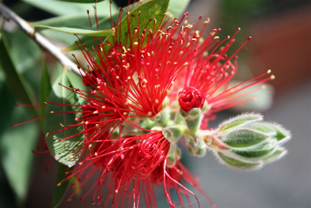 Le mie prime Macro...della serie 