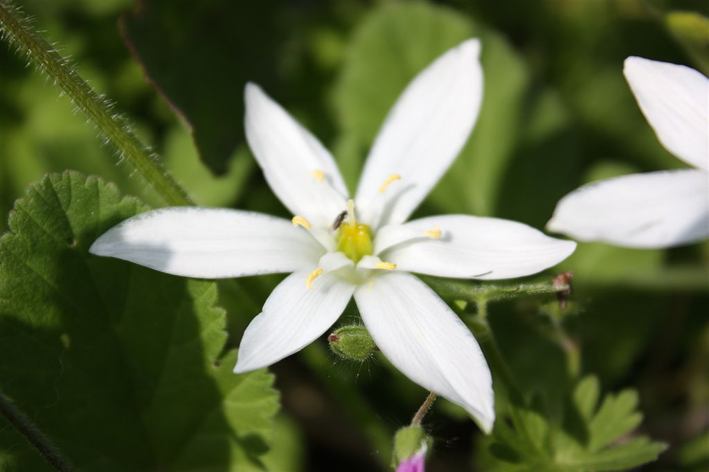 Le mie prime Macro...della serie 