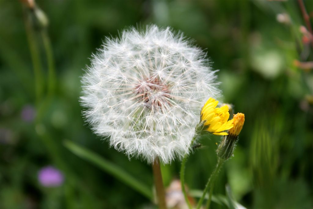 Le mie prime Macro...della serie 