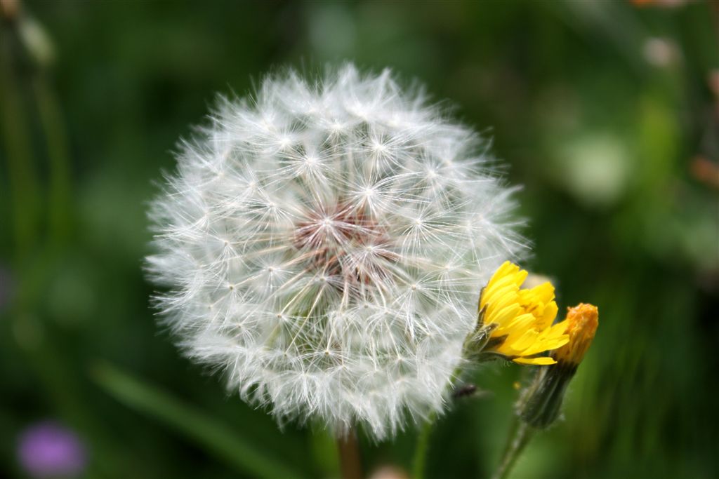 Le mie prime Macro...della serie 