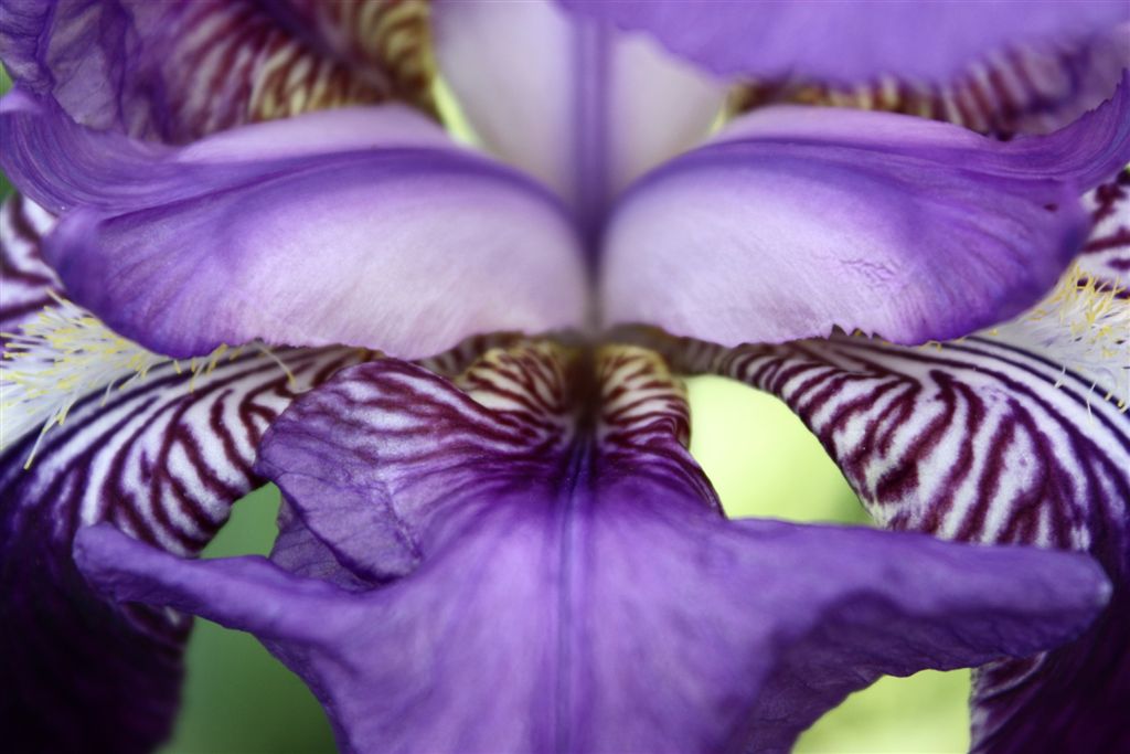 Le mie prime Macro...della serie 