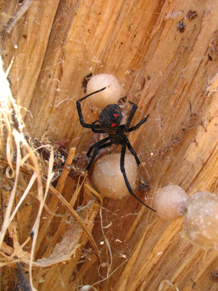 Latrodectus tredecimguttatus