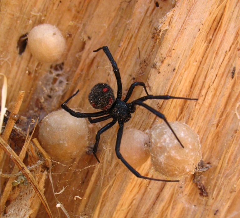 Latrodectus tredecimguttatus