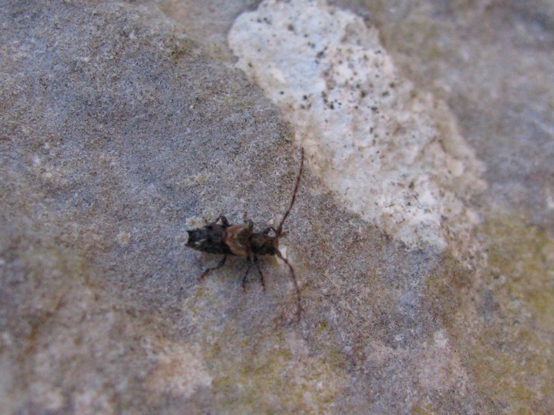 Pogonocherus hispidus del Molise