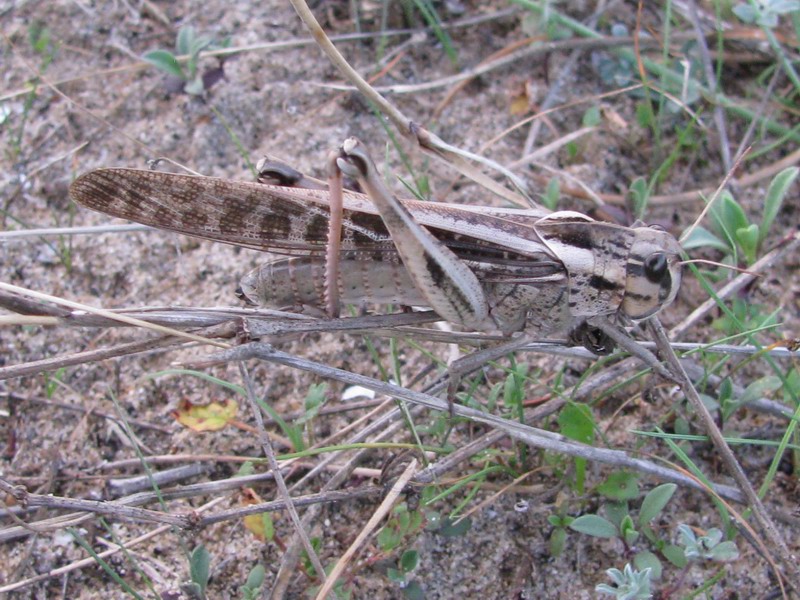 Locusta migratoria