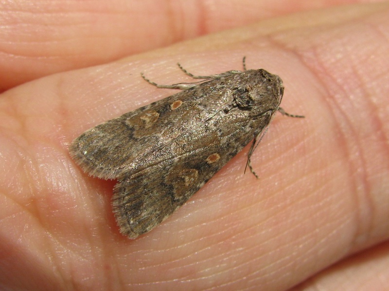 Spodoptera exigua