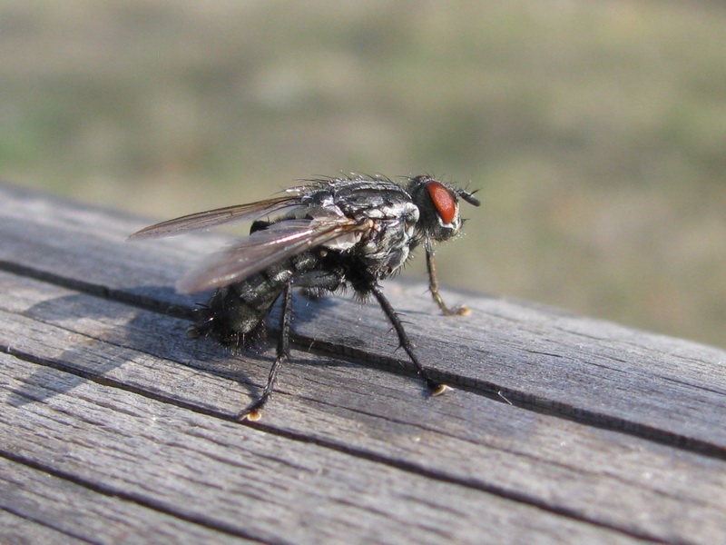 Sarcophaga sp. (Sarcophagidae)