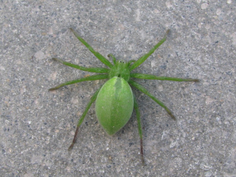 Micrommata sp.