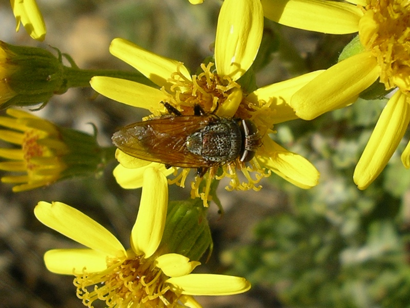 Rhyncomya sp. (Calliphoridae)