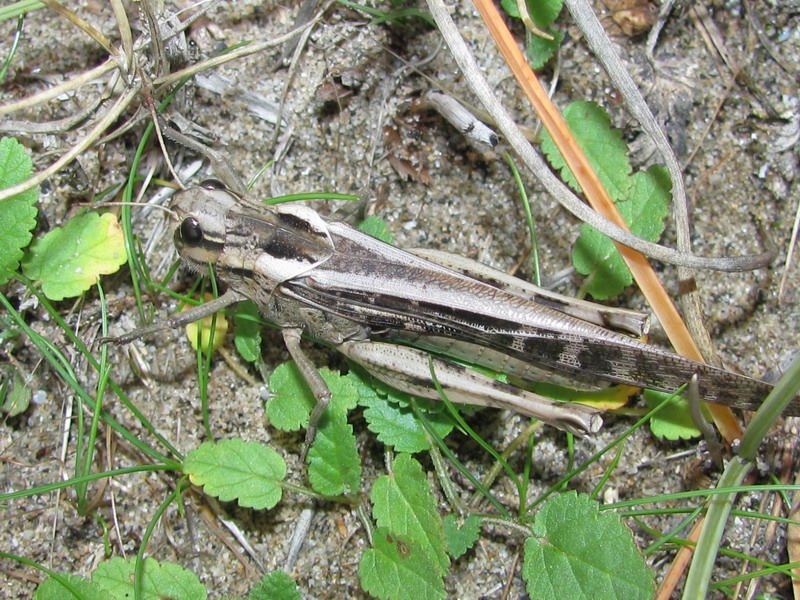 Locusta migratoria