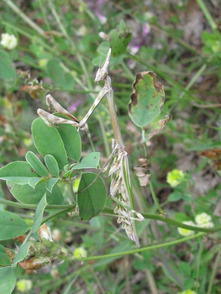 Empusidae? Empusa pennata