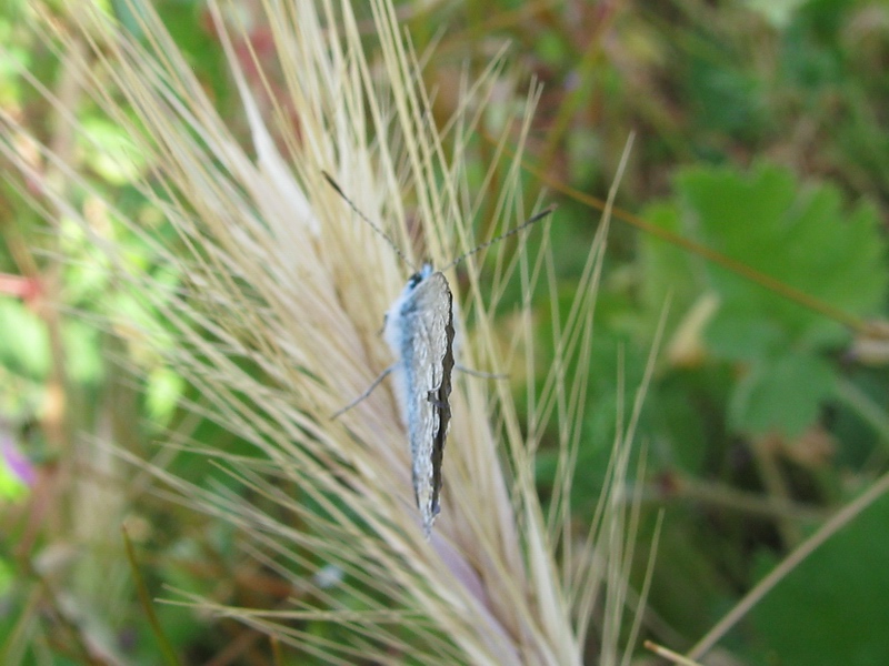 Sequenza - Polyommatus sp.