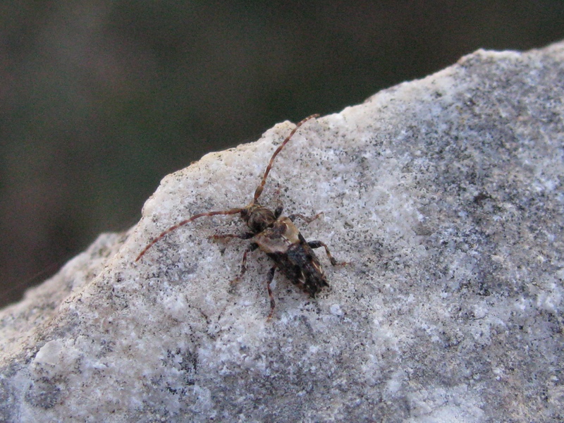 Pogonocherus hispidus del Molise