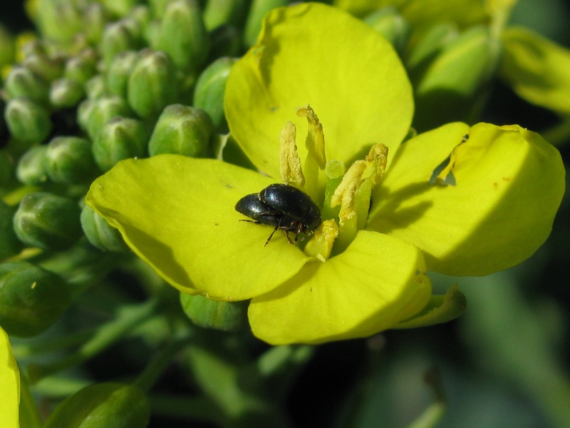Meligethes aeneus da confermare