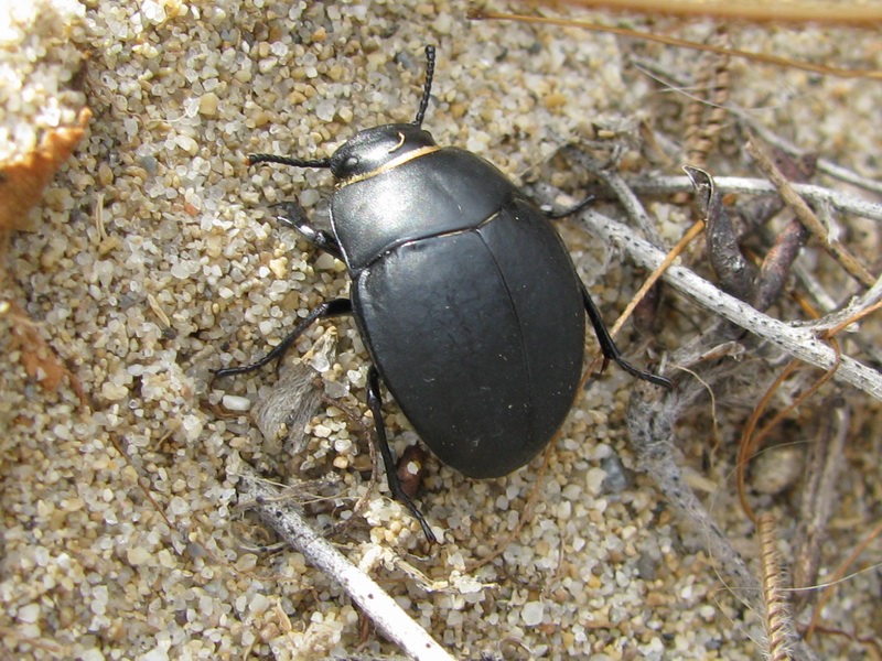 Coleottero da spiaggia da identificare