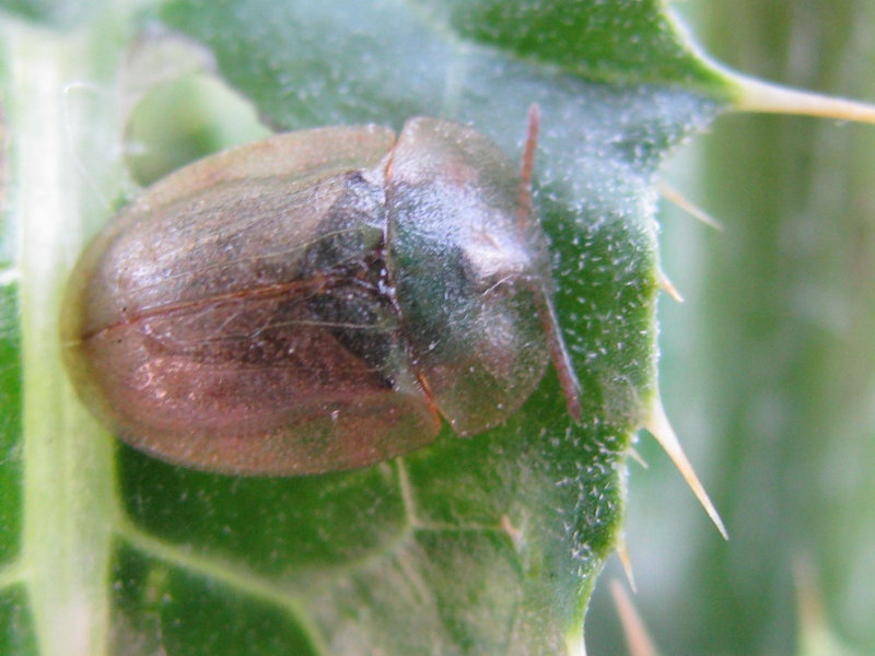 Cassida da identificare: Cassida deflorata