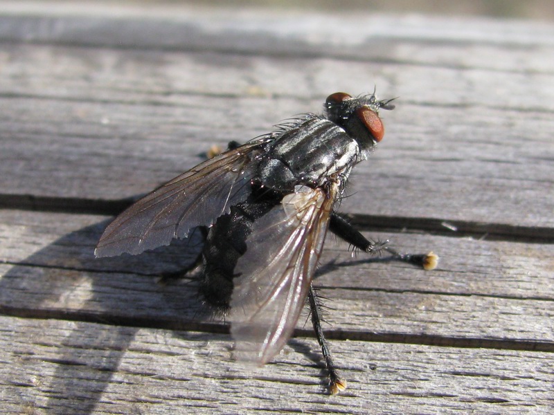 Sarcophaga sp. (Sarcophagidae)