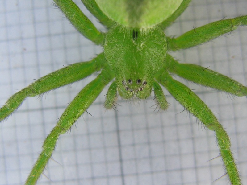 Micrommata sp.