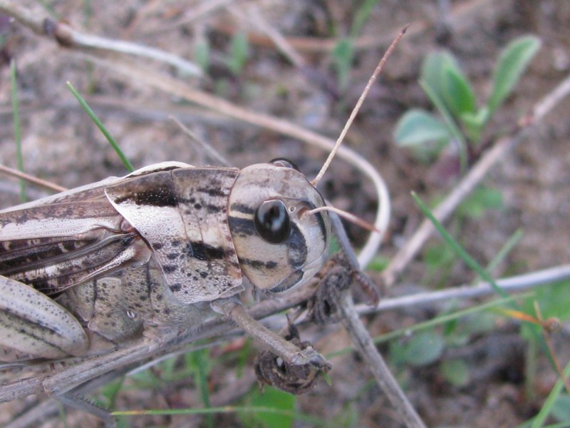 Locusta migratoria