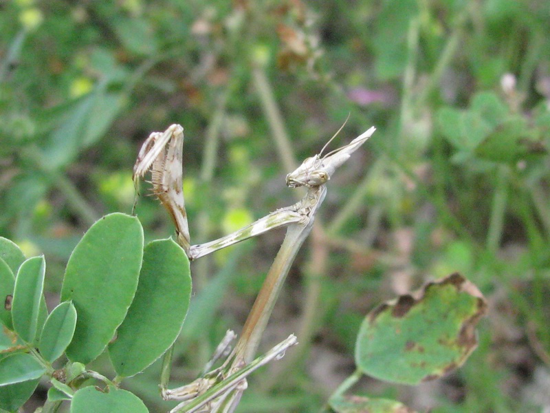Empusidae? Empusa pennata