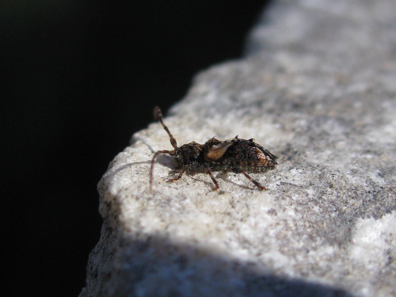 Pogonocherus hispidus del Molise