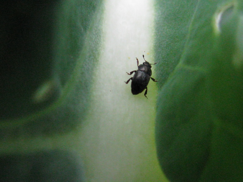 Meligethes aeneus da confermare